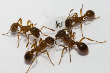 Уничтожение муравьев   в Икше 