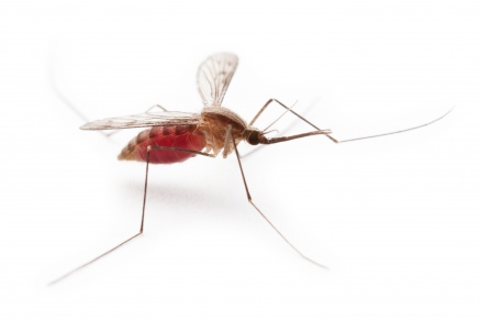 Уничтожение комаров   в Икше 
